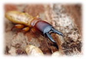 Genome Annotation Resources for the termite Zootermopsis nevadensis logo